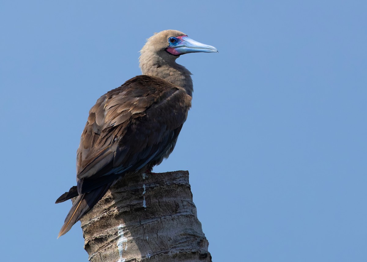 rødfotsule (rubripes) - ML644516988