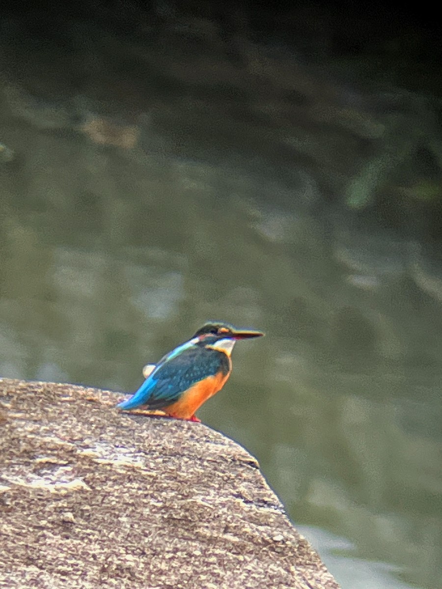 Martin-pêcheur d'Europe - ML644516995