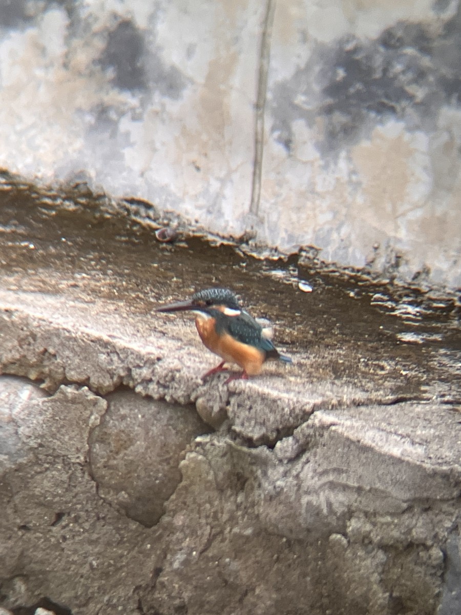 Martin-pêcheur d'Europe - ML644516997