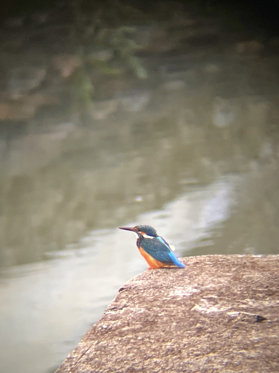 Martin-pêcheur d'Europe - ML644516998