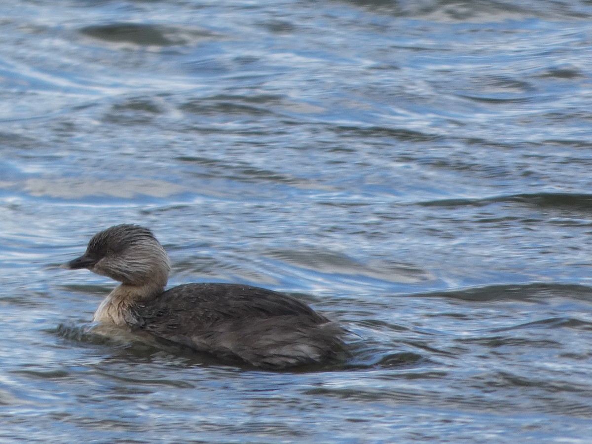 Grèbe argenté - ML644517004