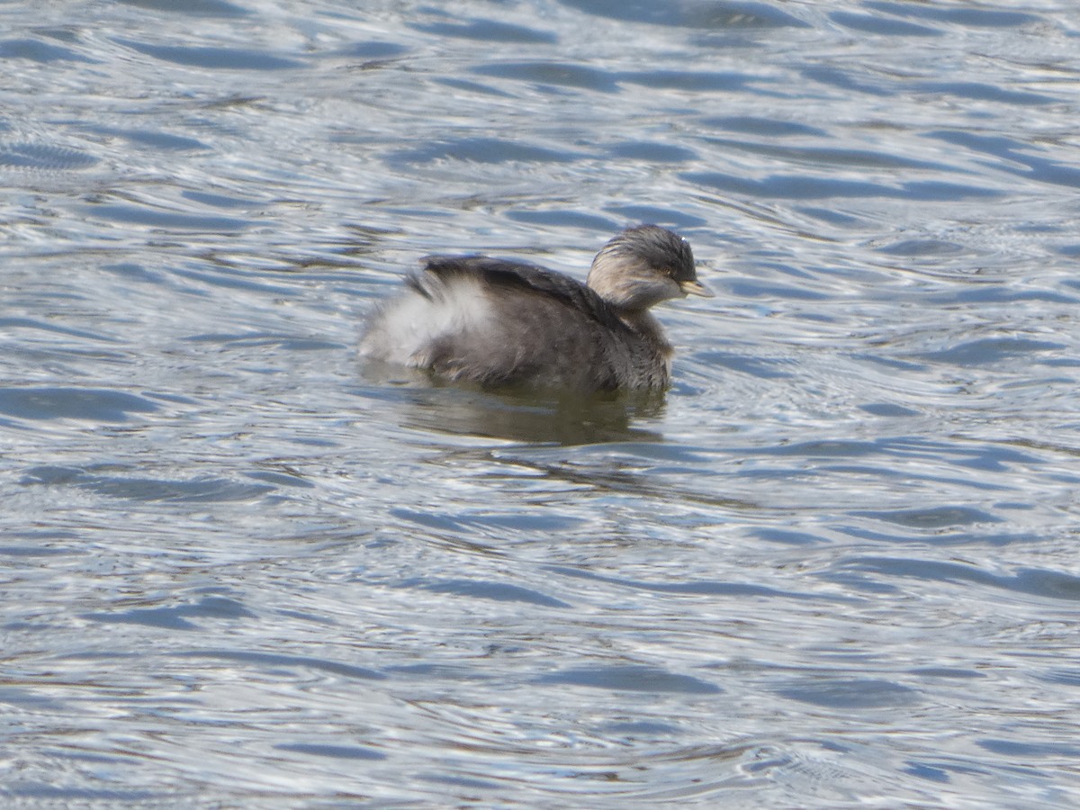 Grèbe argenté - ML644517005