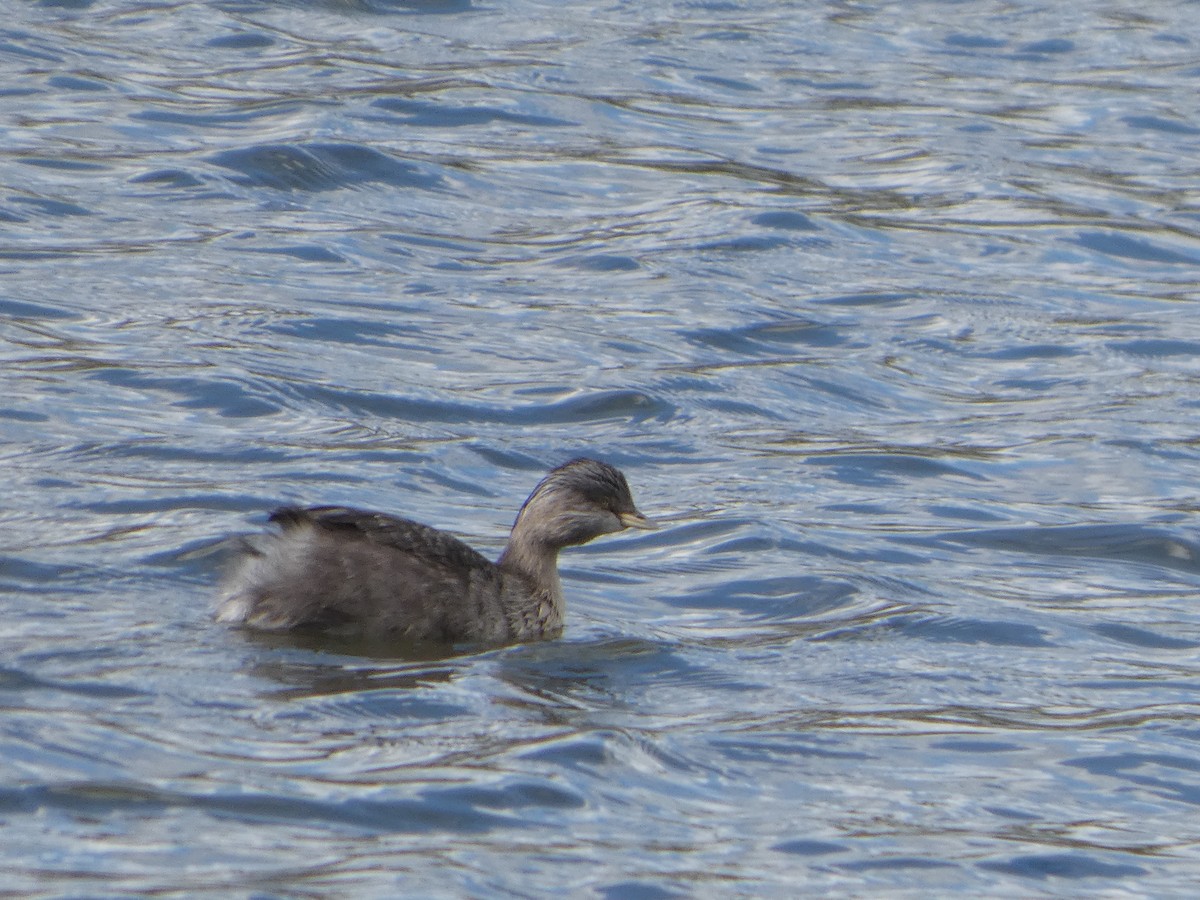 Grèbe argenté - ML644517006