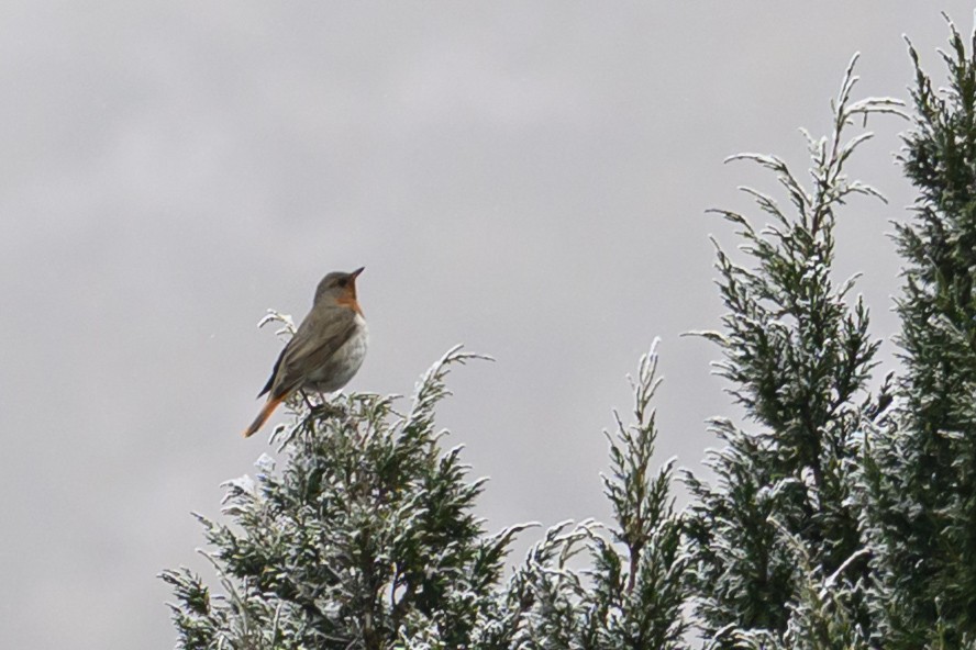Grive à gorge rousse - ML644517008