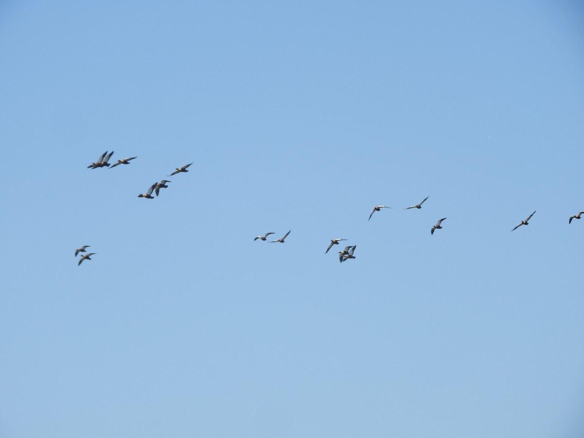 Галагаз австралійський - ML644517010