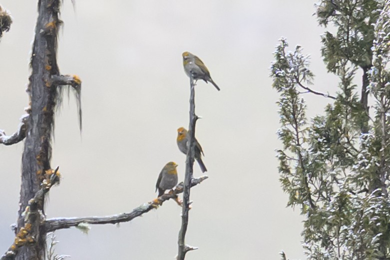Crimson-browed Finch - ML644517011