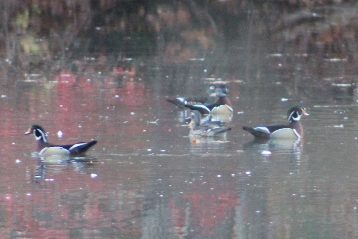 美洲鴛鴦 - ML644517014