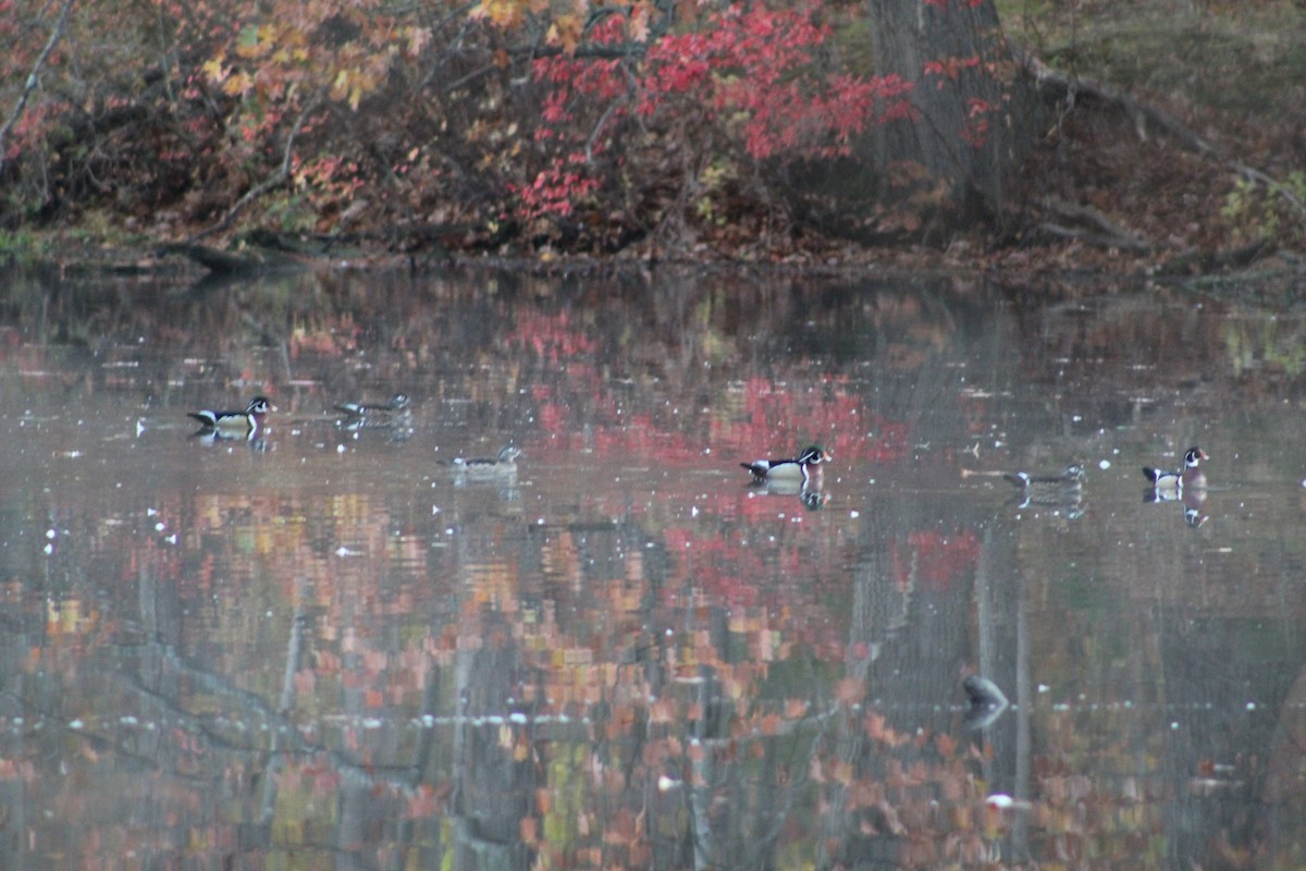 美洲鴛鴦 - ML644517015