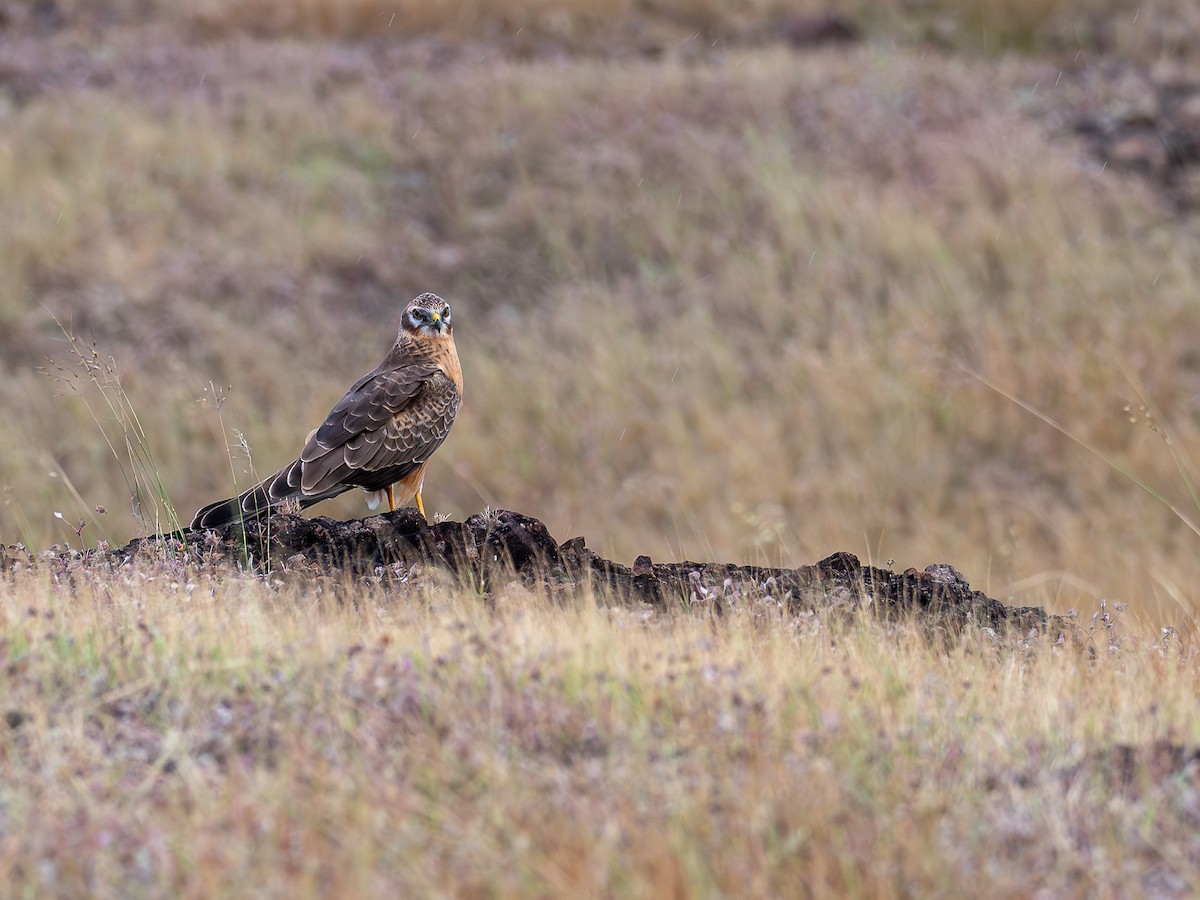 Aguilucho Papialbo - ML644517017