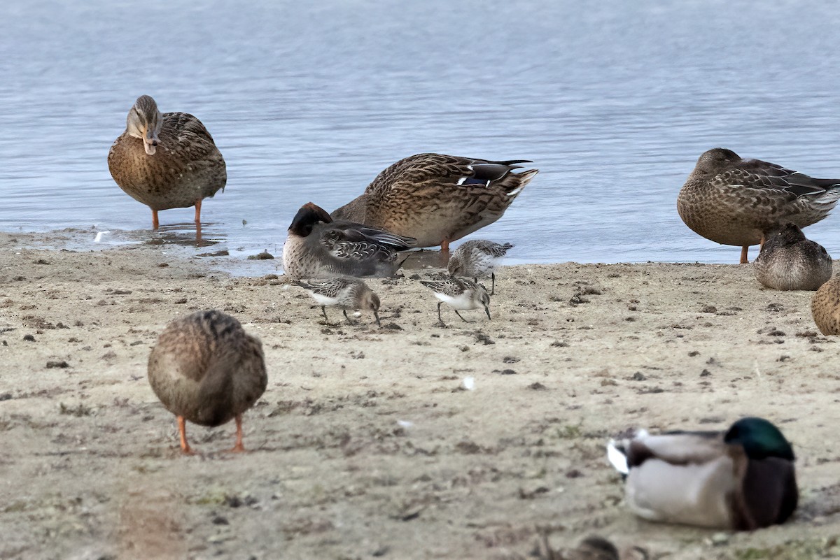 Dunlin - ML644517022