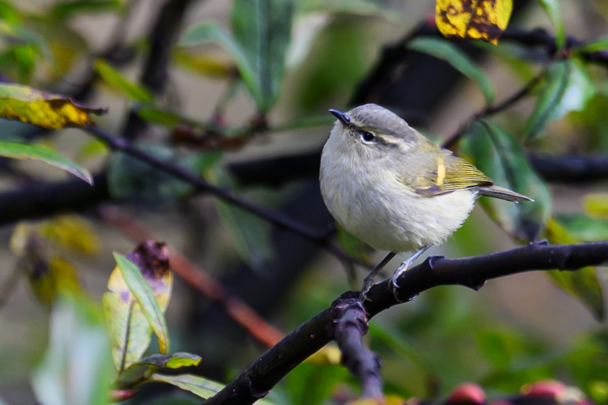 チャバネムシクイ - ML644517025