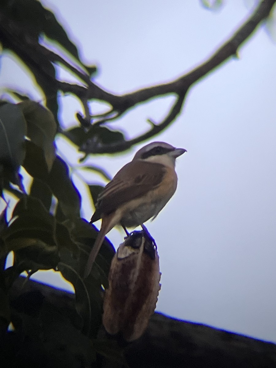 Pie-grièche brune - ML644517027