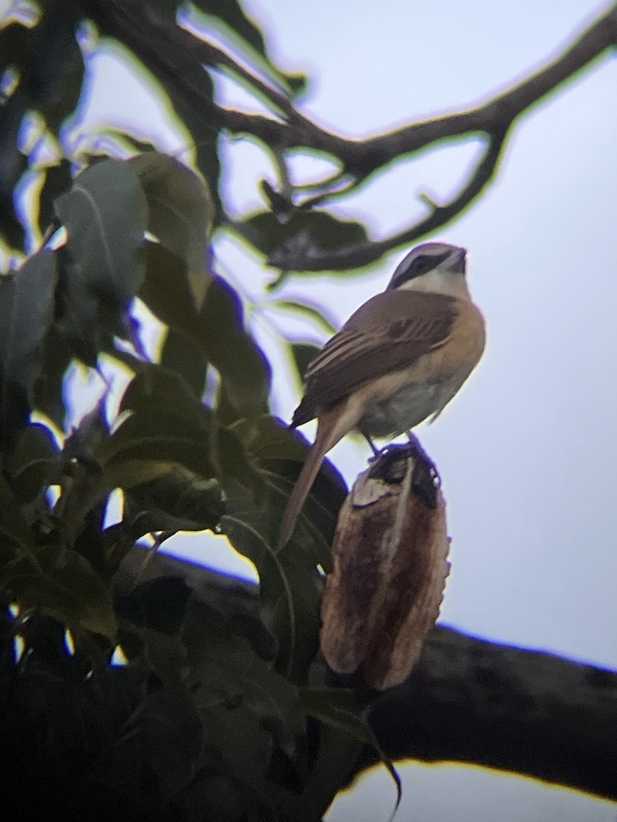 Pie-grièche brune - ML644517028