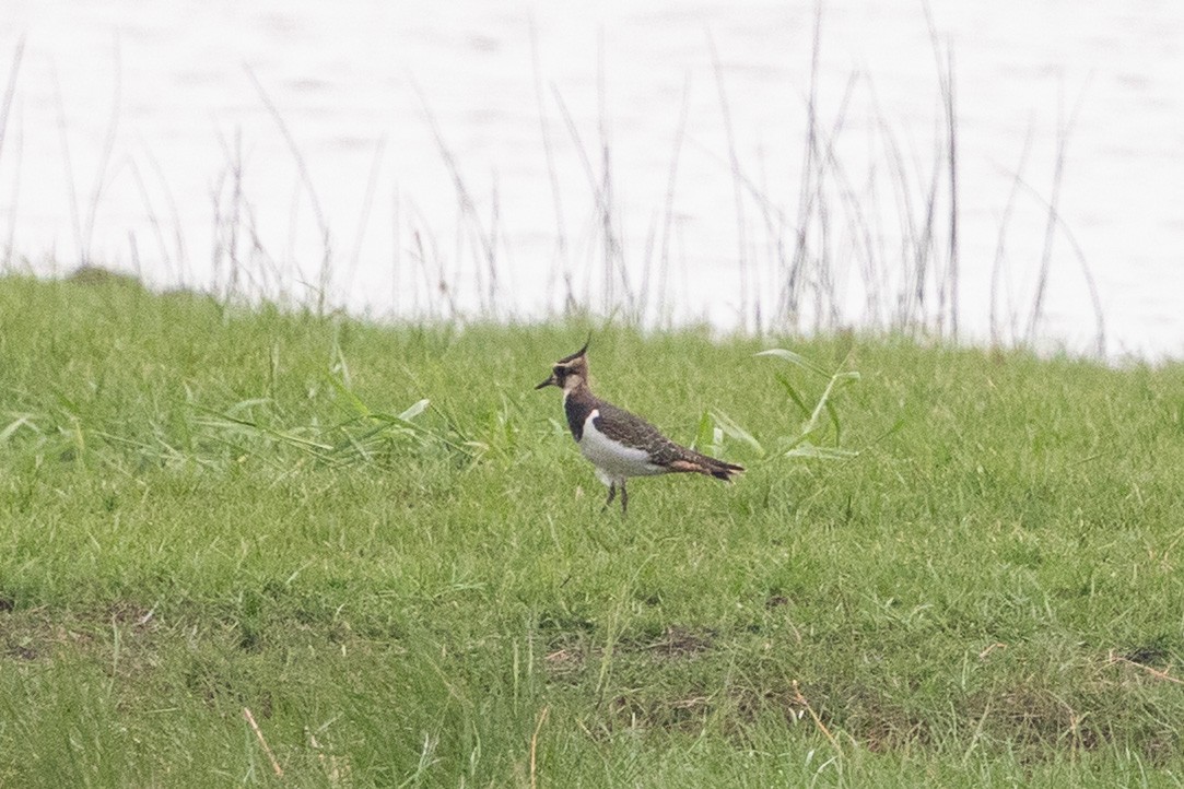 Northern Lapwing - ML644517029