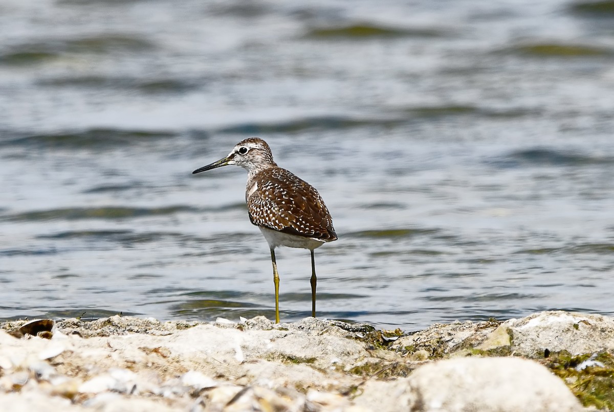 Wood Sandpiper - ML644517033
