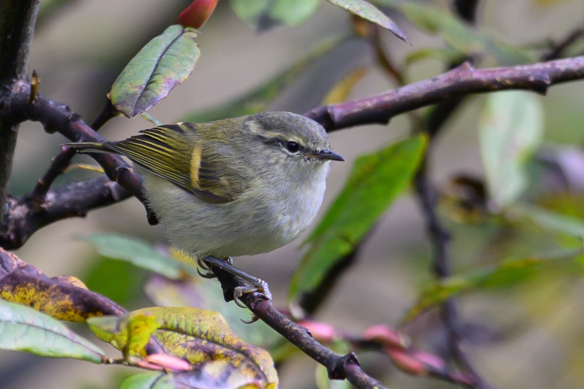 チャバネムシクイ - ML644517037