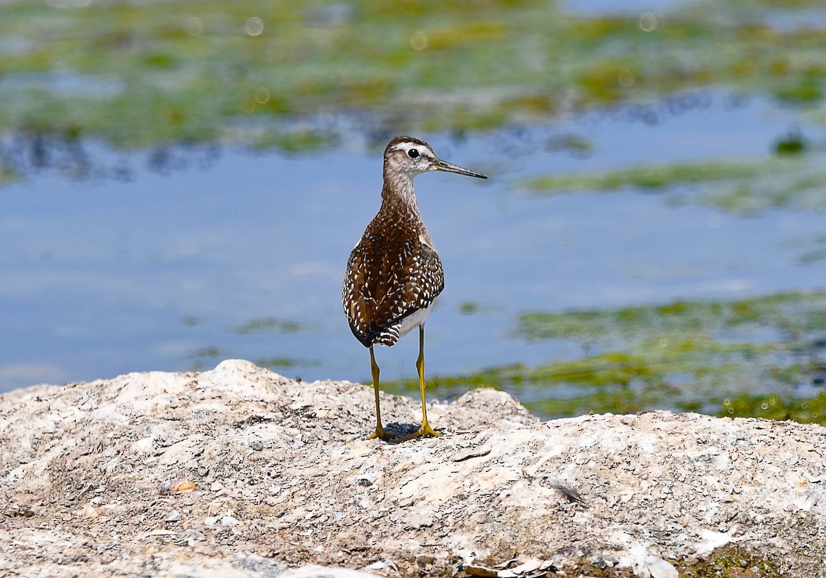 Wood Sandpiper - ML644517038