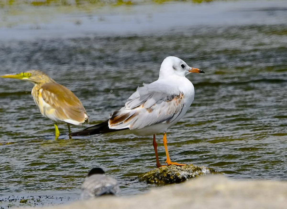 Black-headed Gull - ML644517042