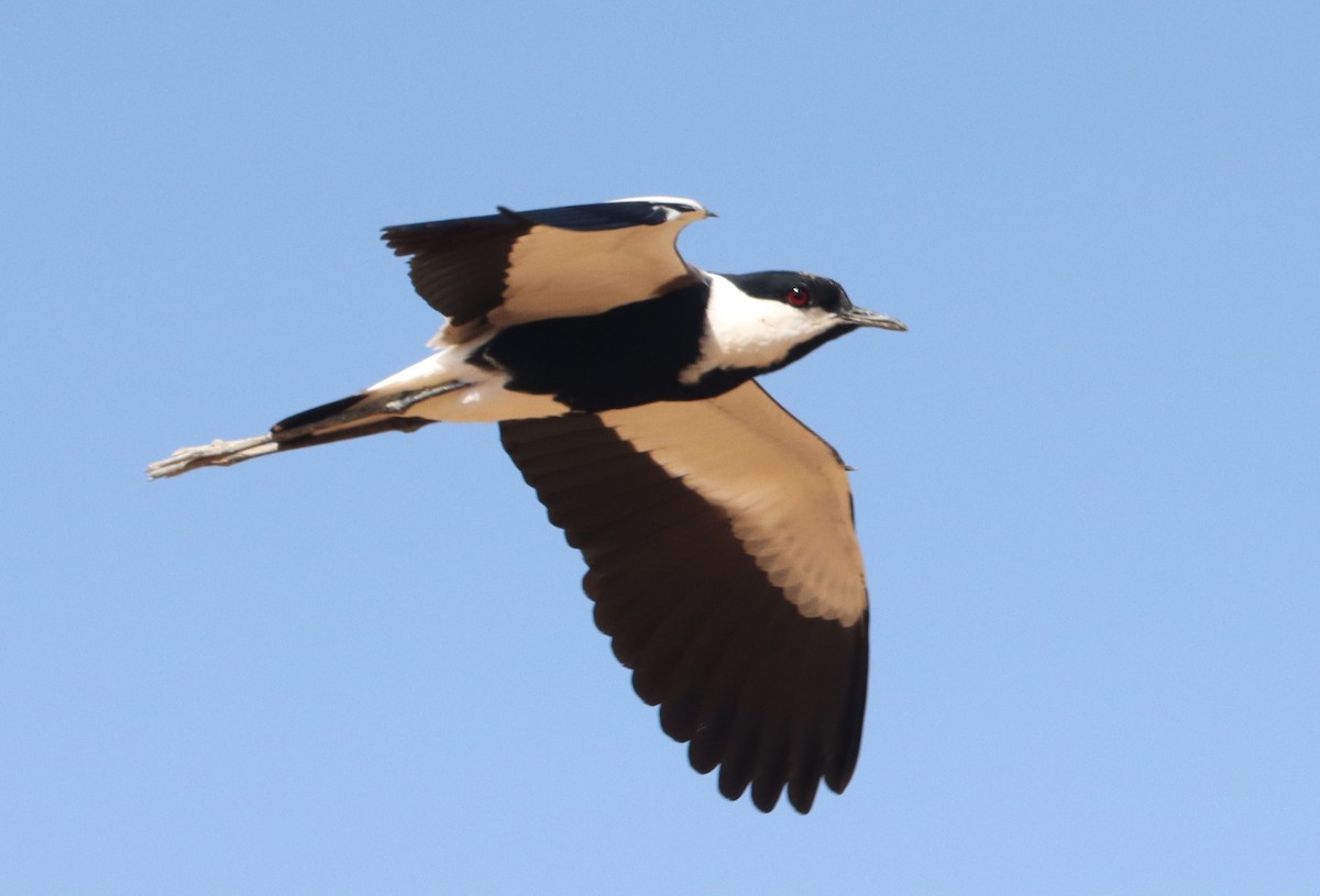 Mahmuzlu Kızkuşu - ML644517045