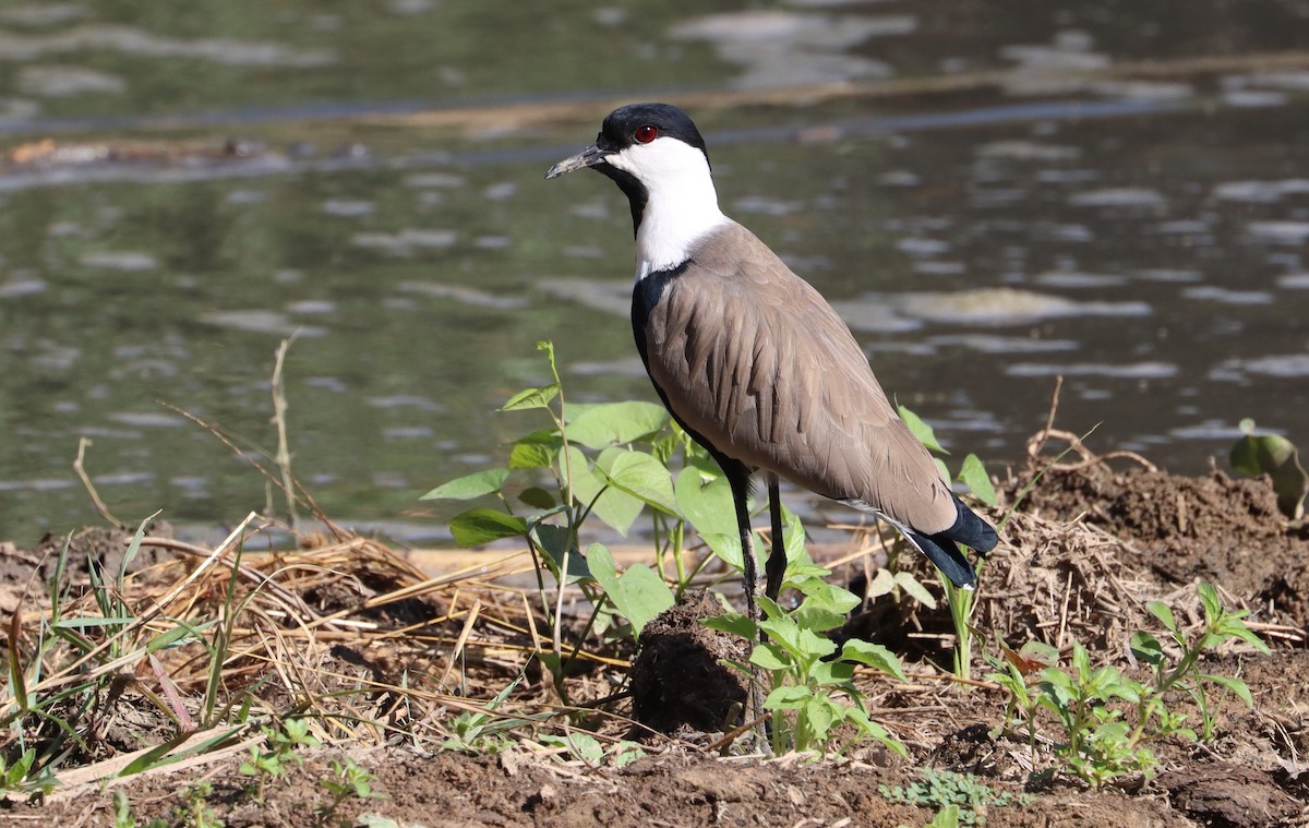 Mahmuzlu Kızkuşu - ML644517046