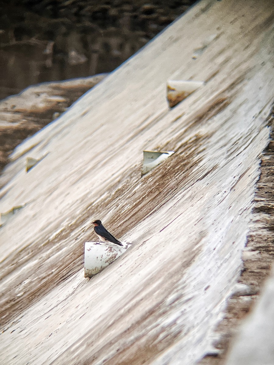 リュウキュウツバメ - ML644517048