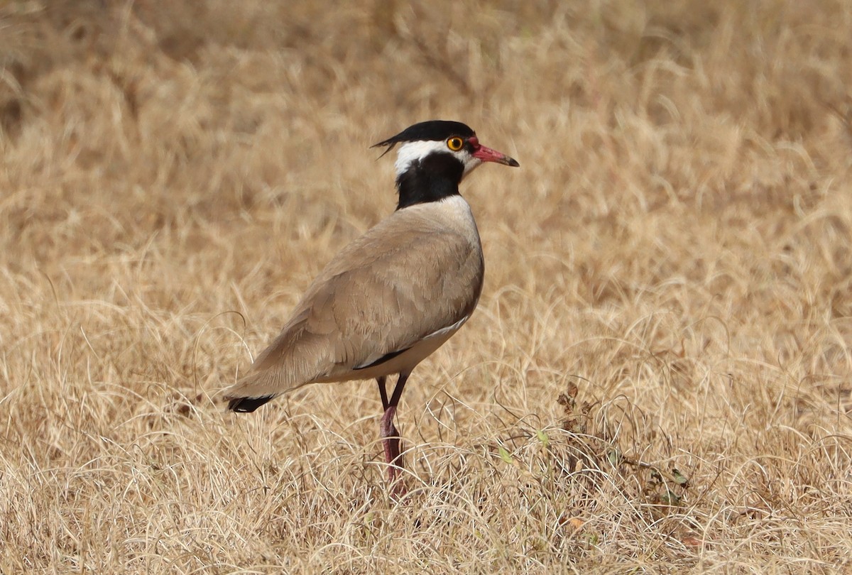 Black-headed Lapwing - ML644517054