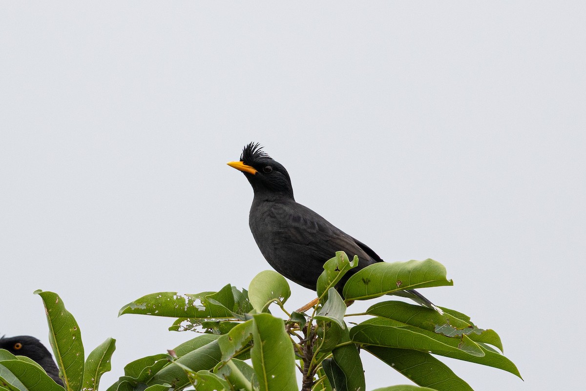 Great Myna - ML644517055