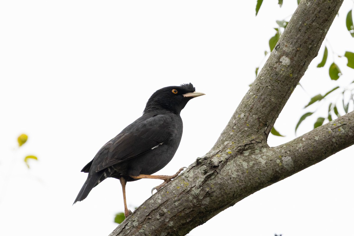 Crested Myna - ML644517056