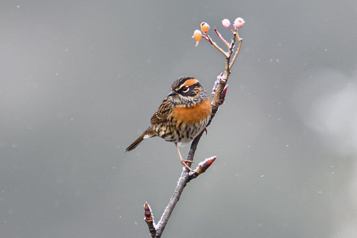 アカチャイワヒバリ - ML644517060