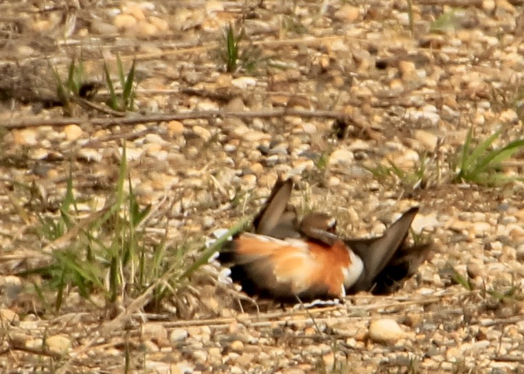 Killdeer - ML644517061