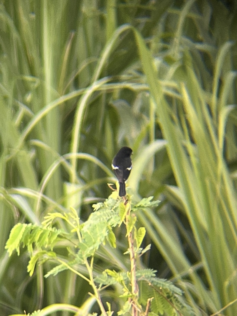 Tarier pie - ML644517064