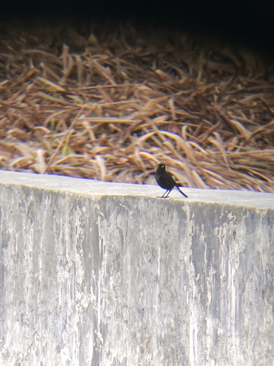 Tarier pie - ML644517065