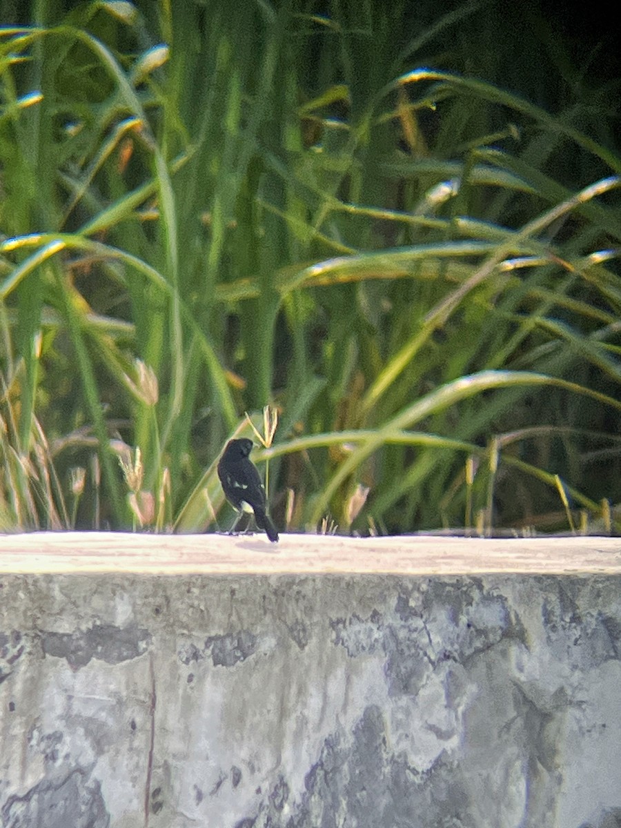 Tarier pie - ML644517066