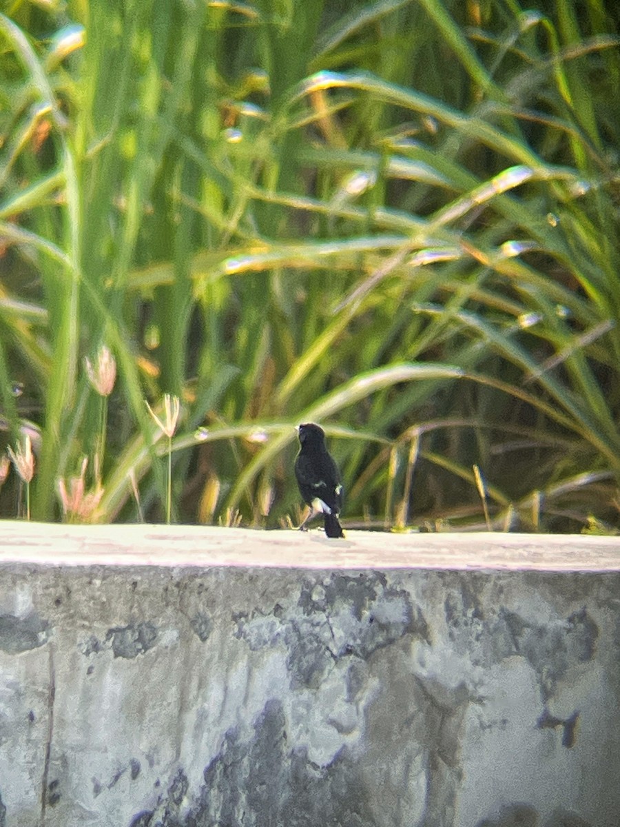 Tarier pie - ML644517067