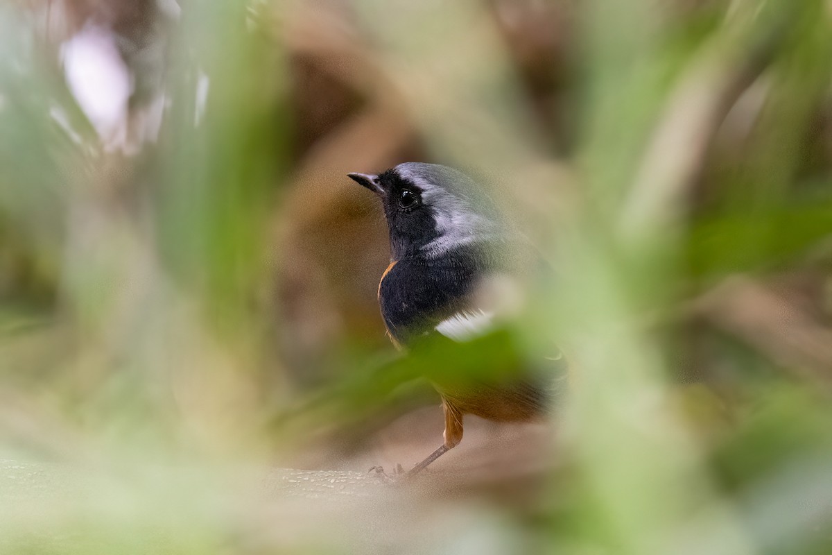 Daurian Redstart - ML644517068