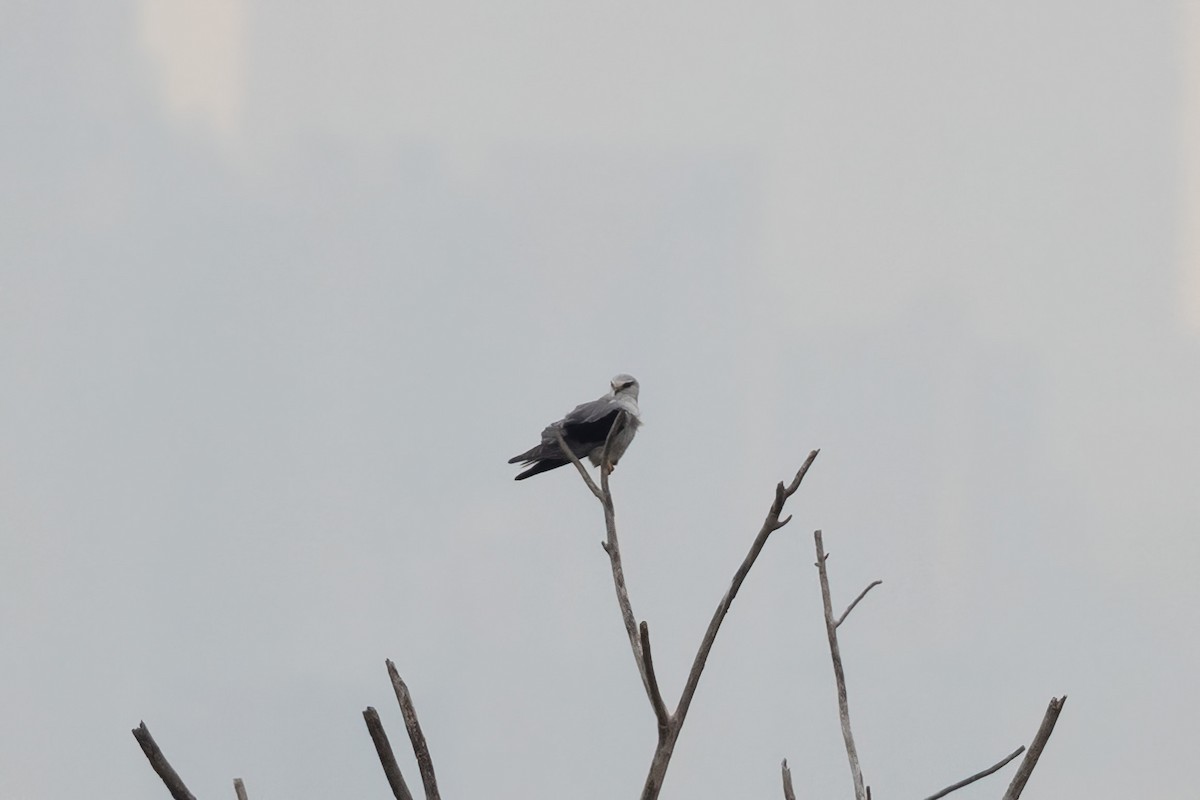 Black-winged Kite (Asian) - ML644517069