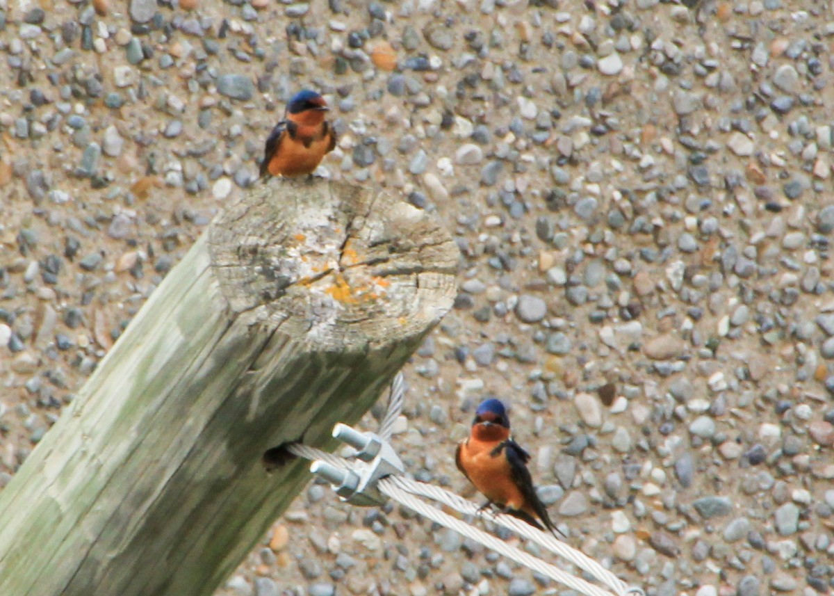 Barn Swallow - ML644517071