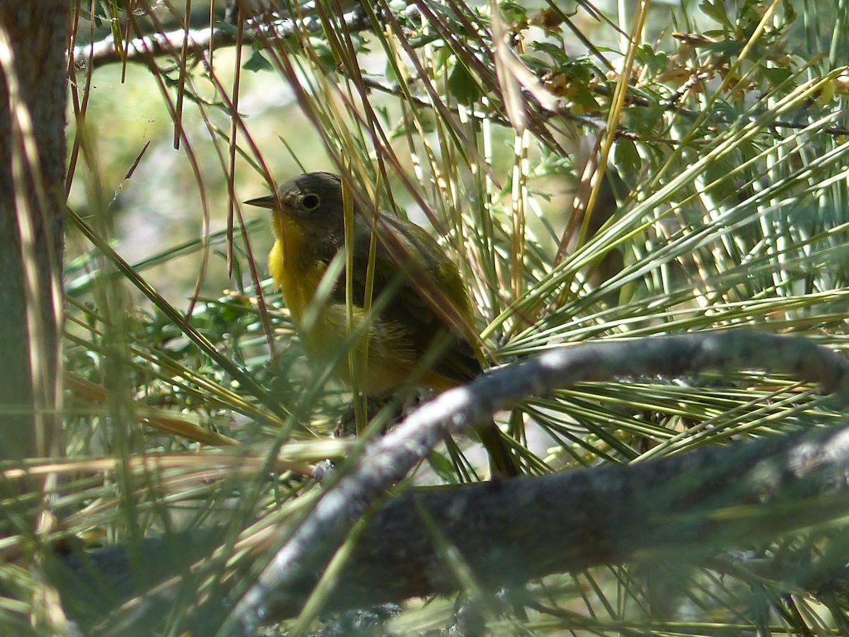 Nashville Warbler - ML644517073