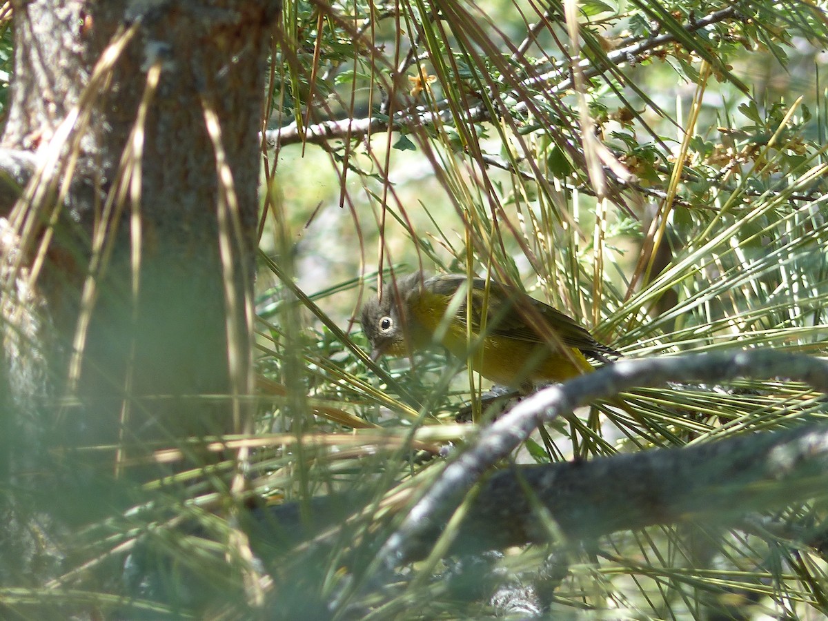 Nashville Warbler - ML644517074
