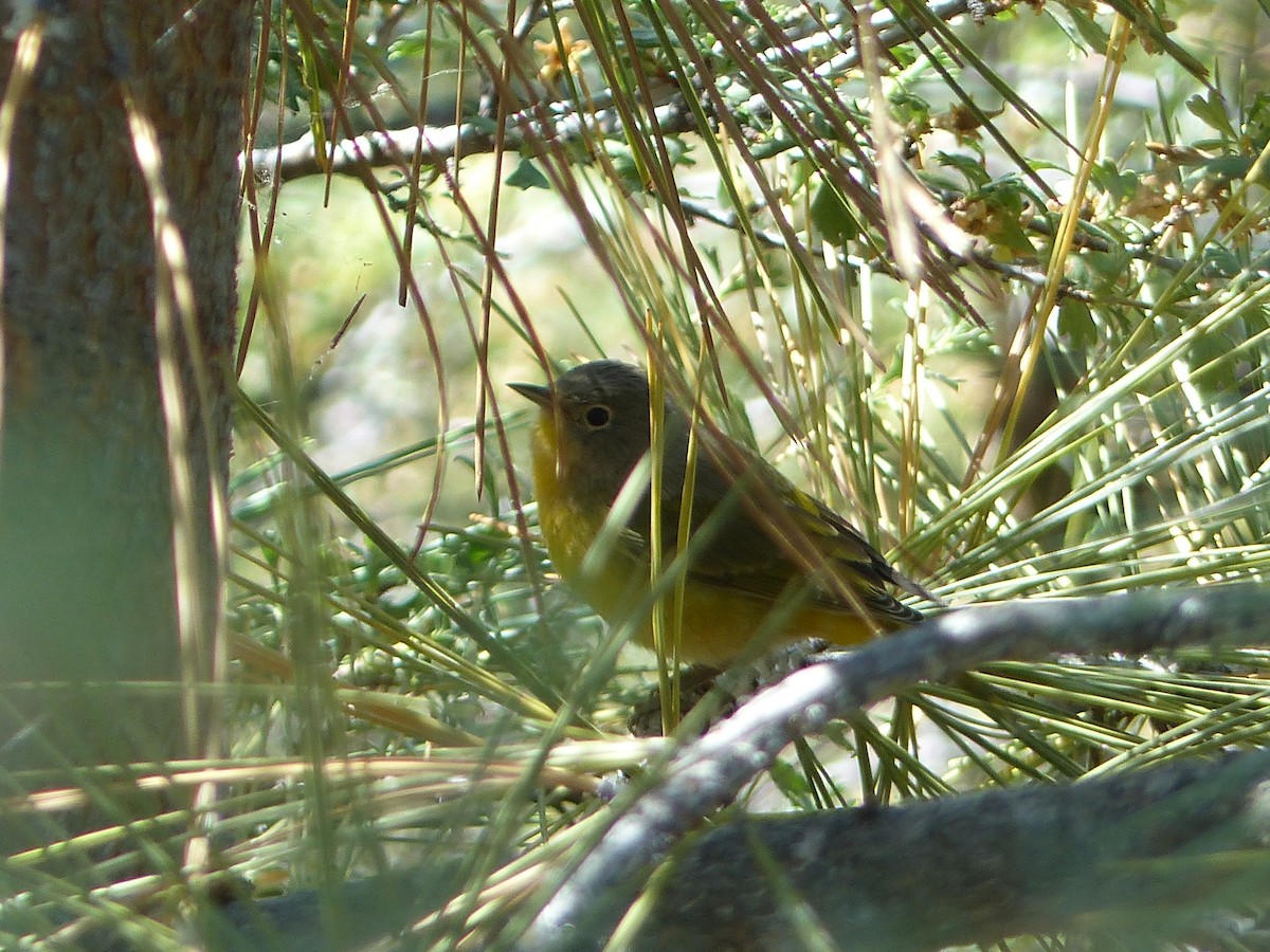 Nashville Warbler - ML644517075