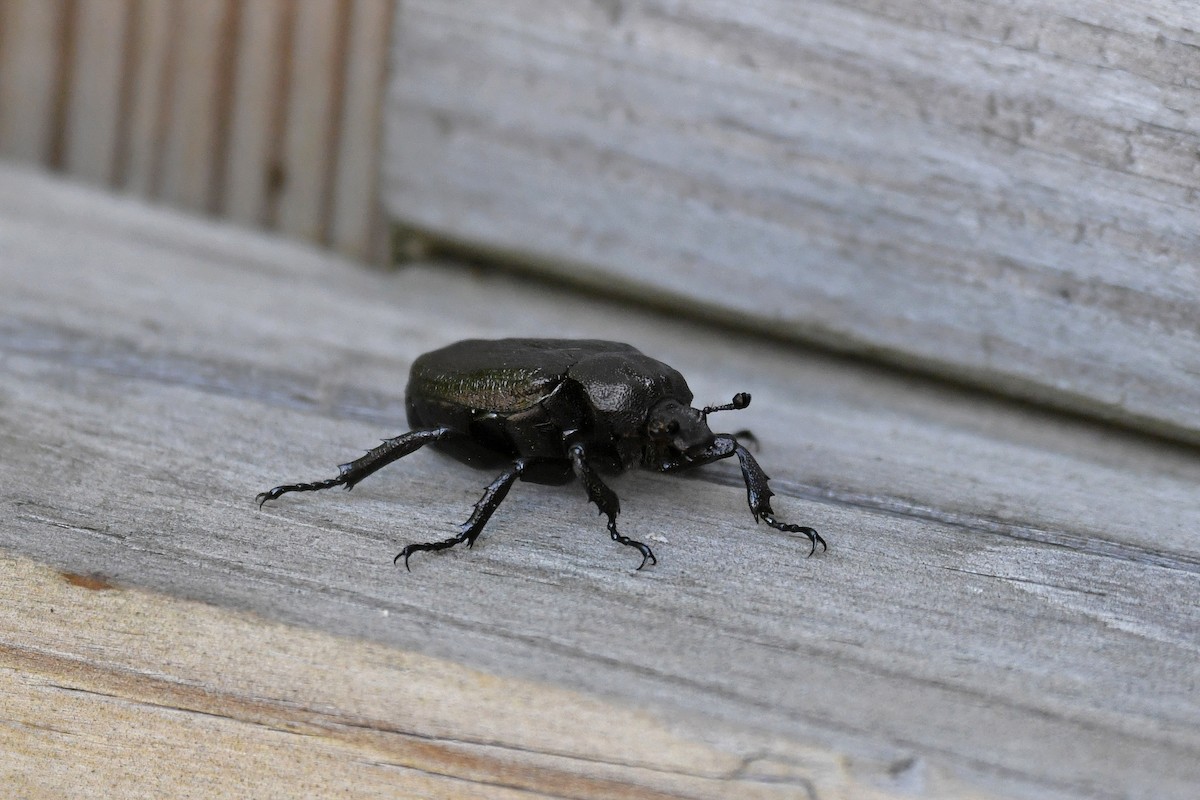 Rough Hermit Beetle - ML644517078
