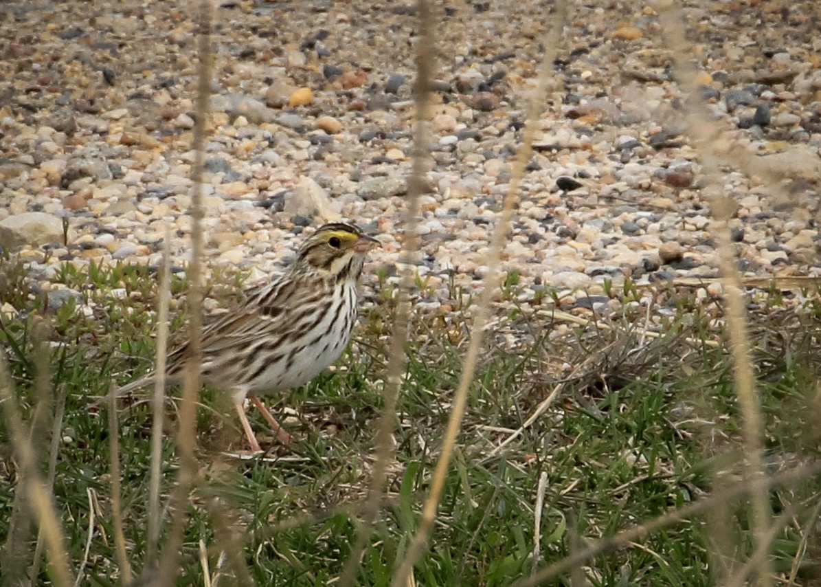 Savannah Sparrow - ML644517080