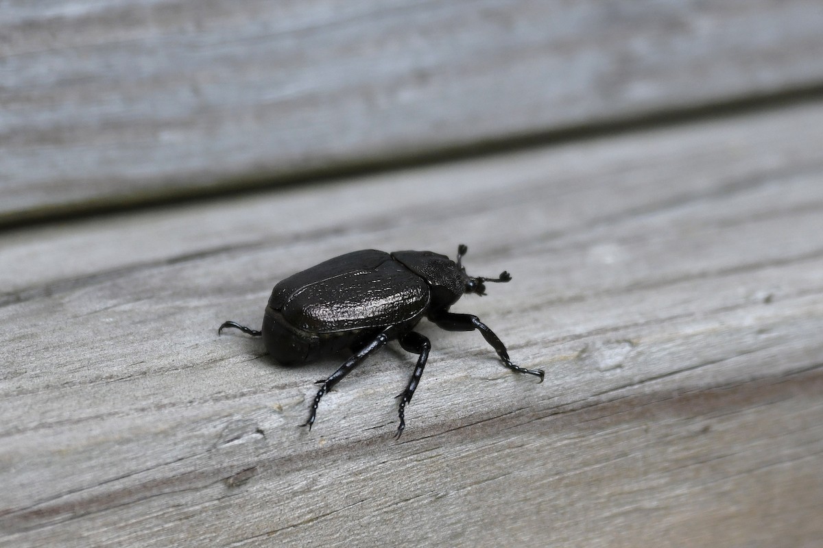 Rough Hermit Beetle - ML644517081