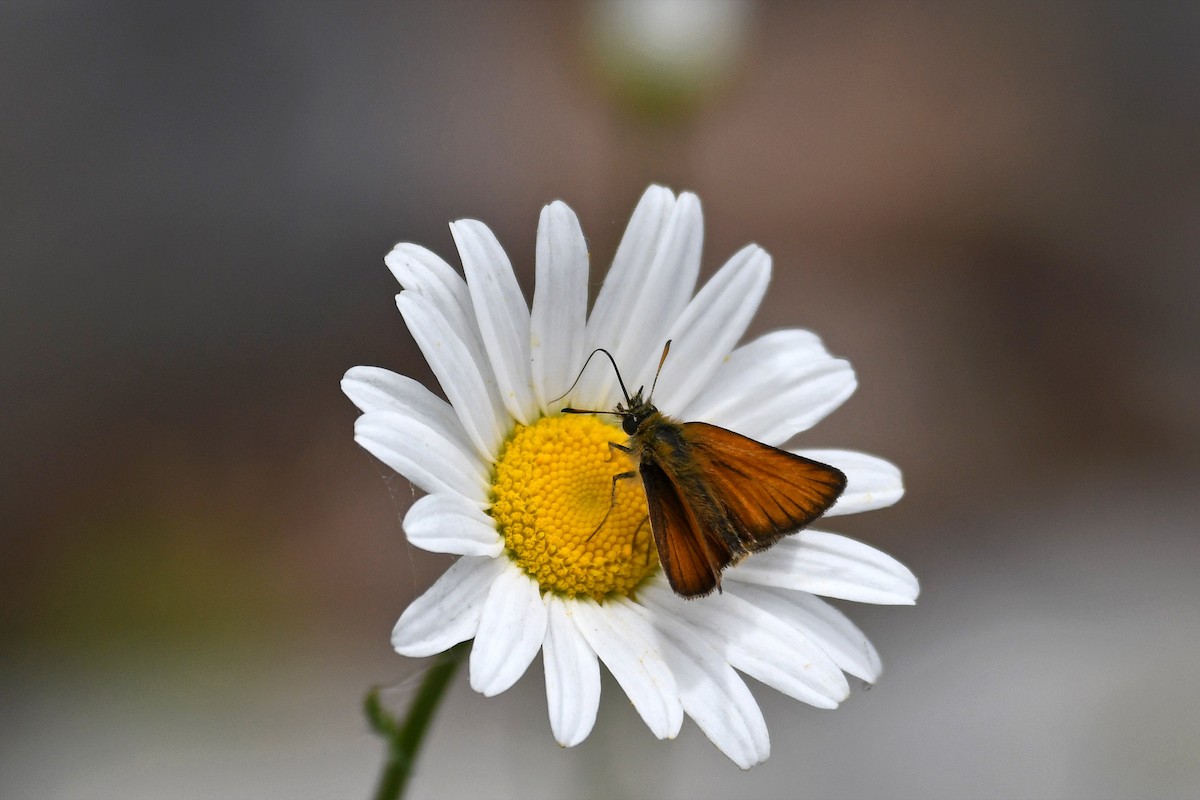 Least Skipper - ML644517082