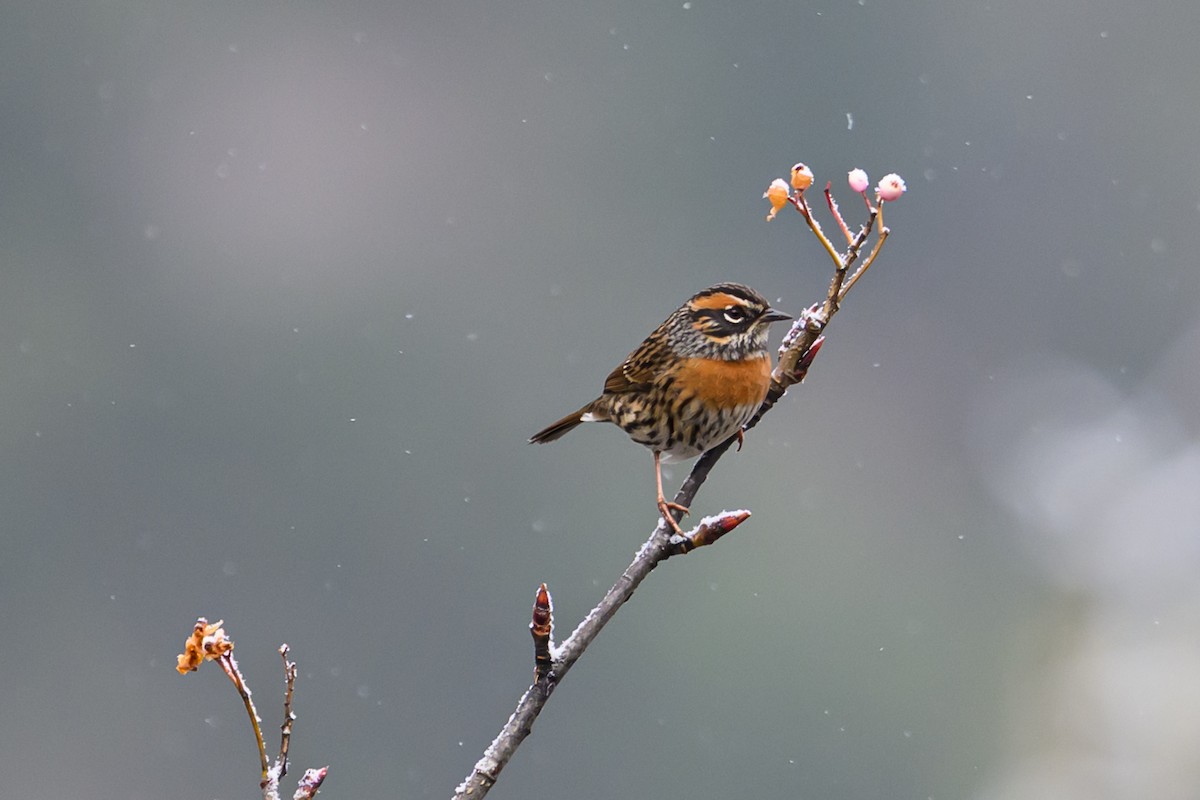 アカチャイワヒバリ - ML644517083