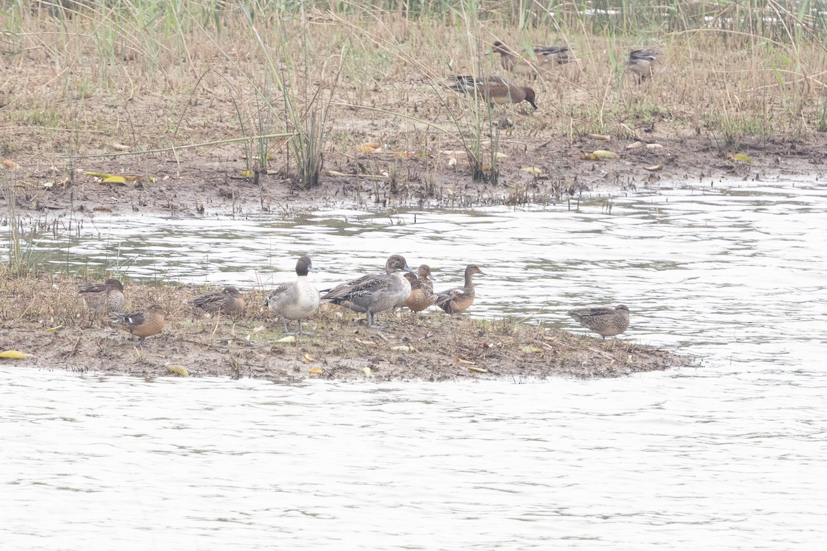 Northern Pintail - ML644517085