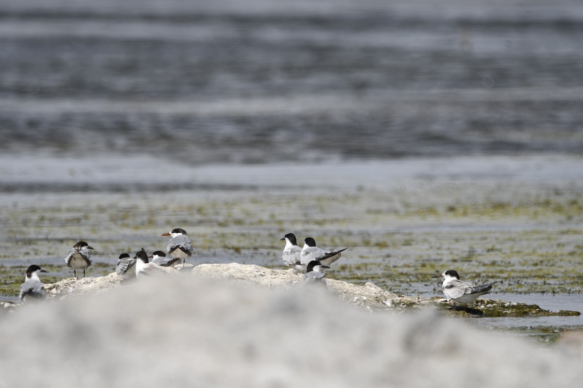 Крячок річковий - ML644517088