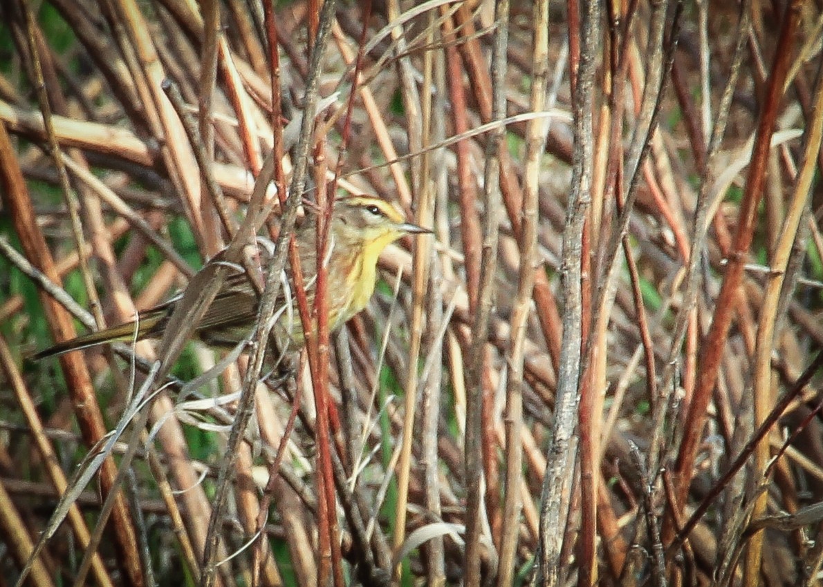 Palm Warbler - ML644517089