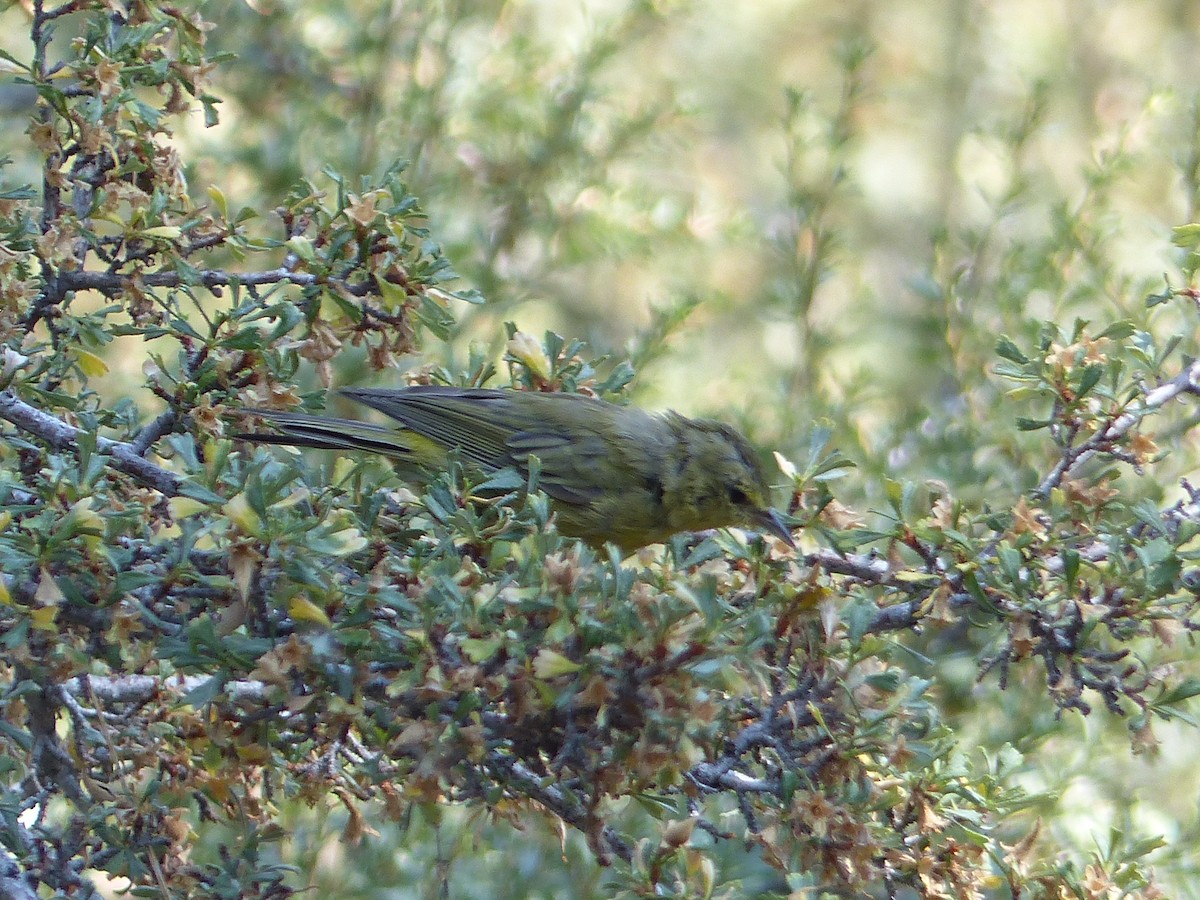 Orange-crowned Warbler - ML644517092