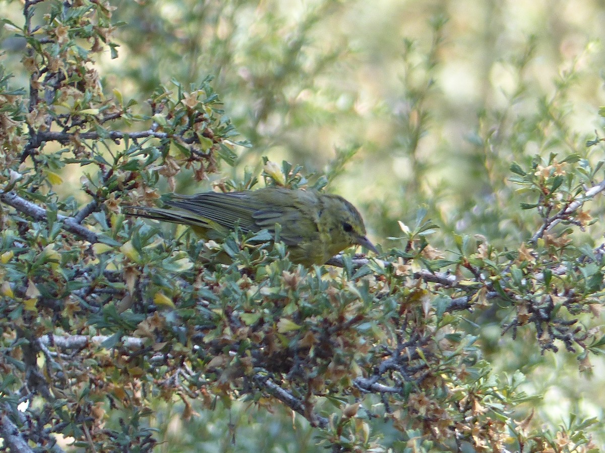 Orange-crowned Warbler - ML644517093